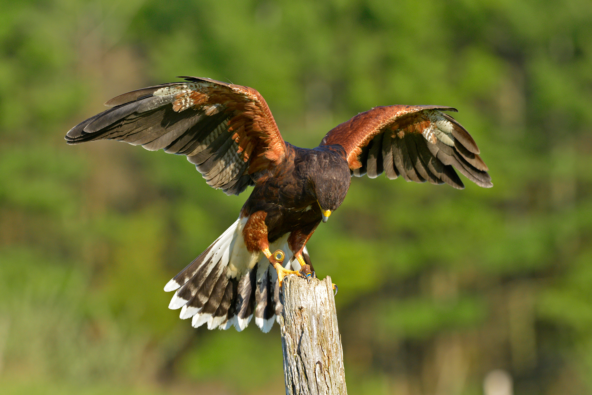 Harris's hawk. Wikipedia