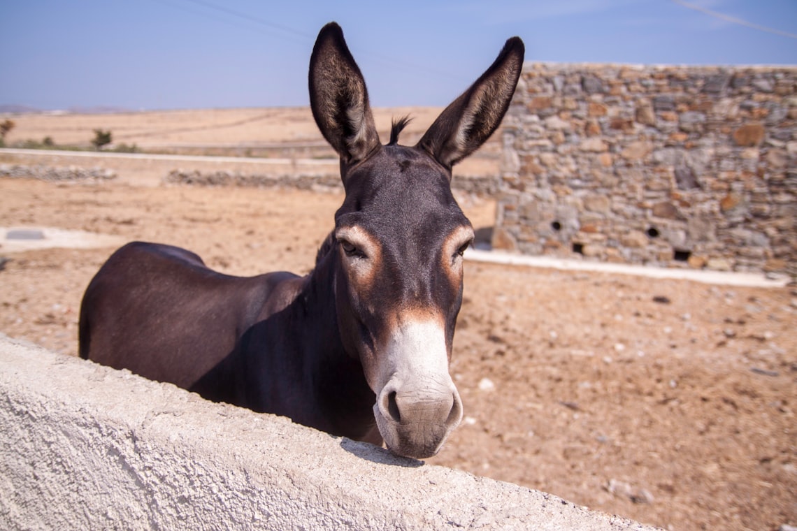 06 mule 9eb